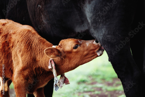 Brown with white calf drinking milk from mother cow