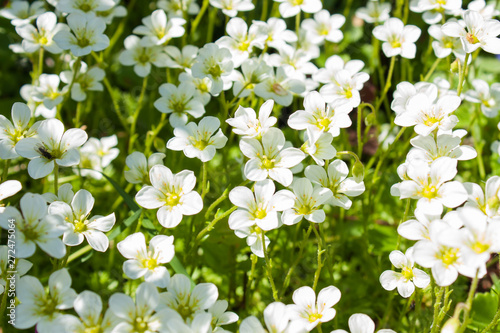 white saxifrage mossy flowers in spring garden, selective focus