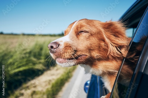 Dog travel by car