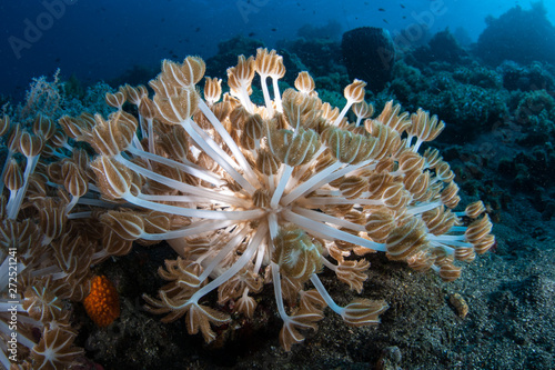 Soft coral polyps, Xenia sp., grow on a healthy coral reef in Komodo National Park, Indonesia. This area is part of the Coral Triangle and is a popular destination for divers and snorkelers.