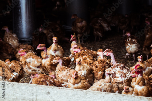 Poulets à cou nu élevés en plein air