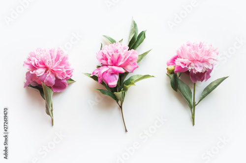 Set of pink peony flowers on white. Creative minimal flat lay. Top view. 