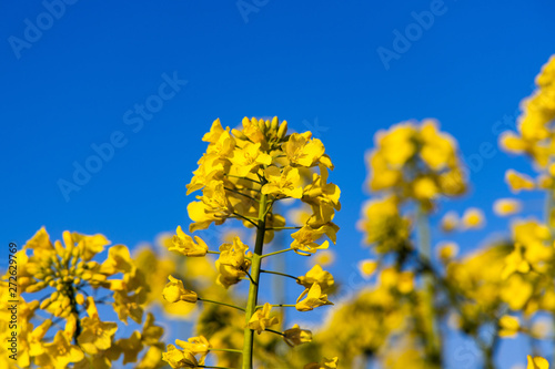 calm minimalistic yellow spring rape field against a blue cloudless idyllic sky