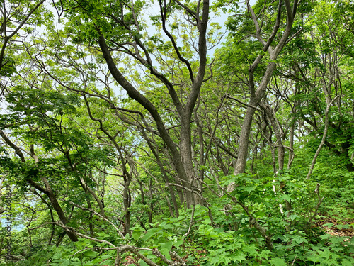 archipelago, asia, bay, blue, branches, coast, curved, deciduous, east, empress, eugenia, far, flora, foliage, forest, green, island, leaves, may, nature, oak, plant, primorye, quercus mongolica, russ