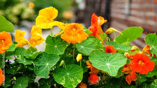 Yellow and Orange Nasturtium Flowers in a Garden Box - Tropaeolum