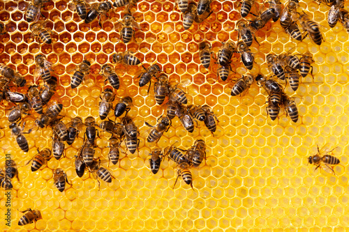 Bees on honeycomb