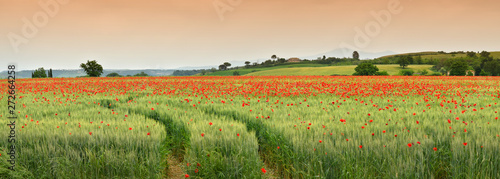 spectacular Tuscany spring landscape with red poppies in a green wheat field, near Monteroni d'Arbia, (Siena) Tuscany. Italy, Europe.