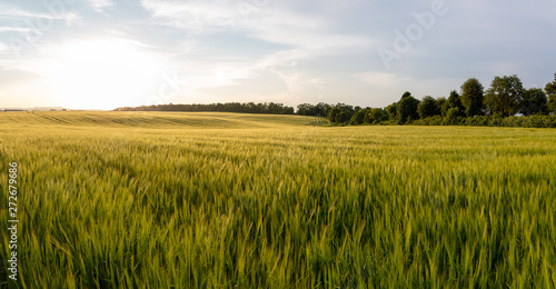 Beautiful crop field. summer sunset panorama around