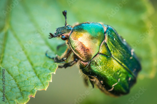 Cetonia aurata, called the rose chafer or the green rose chafer. A beetle on a green leaf.