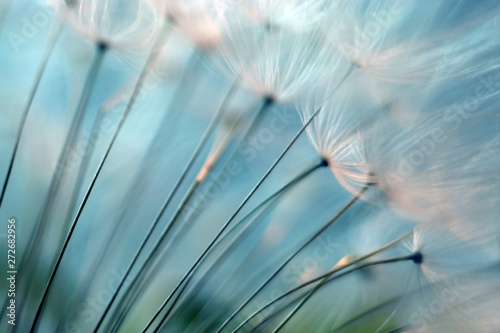 Dandelion. Dandelion seeds close up. Soft focus