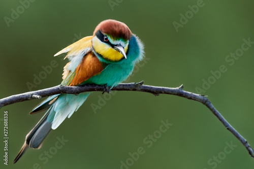 Colorful bird (European bee-eater , Merops apiaster) sits on a twig against green background