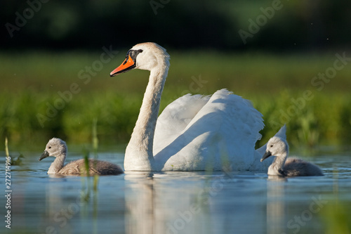 mute swan, cygnus olor, bohemia nature