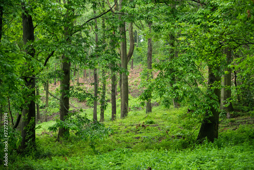 Rainy British Woodland