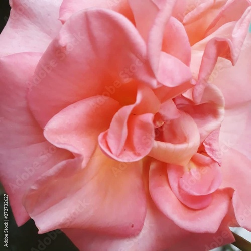 pink rose with water drops