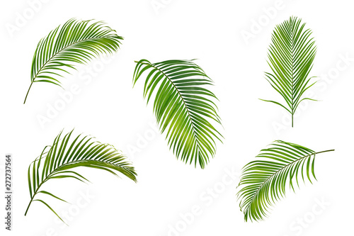 Collection of palm leaves isolated on white background