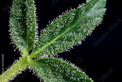 trichomes macro. cannabis indica leaf close up