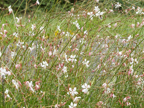 White and pink inflorescence of clustered branched stems of gaura or Lindheimer's beeblossom (Gaura lindheimeri)