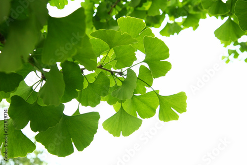 Ginkgo biloba green leaves on a tree. Ginkgo Biloba Tree Leaves on light sky.