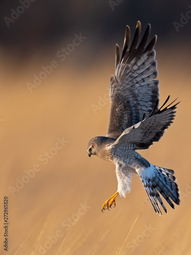 Northen Harrier Hunting