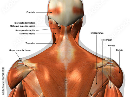 Labeled Anatomy Chart of Neck and Back Muscles on White Background 