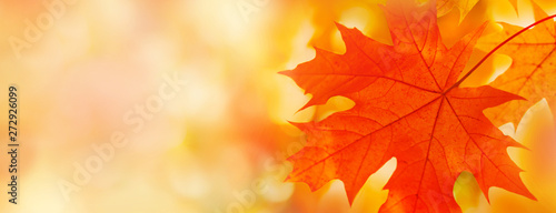 Colorful maple leaves close-up on the blurry background