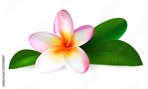 plumeria flower. frangipani with green leaves