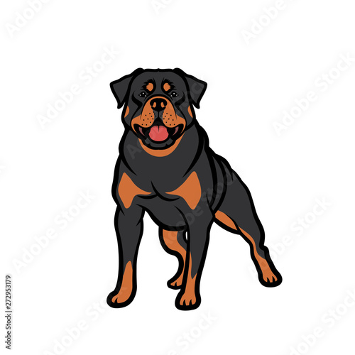 Rottweiler dog - isolated vector illustration - Vector