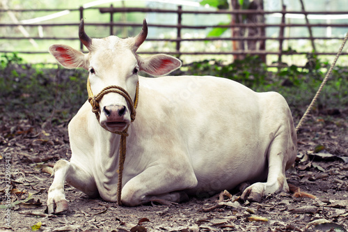 Beautiful Indian holy white cow zebu lies peacefully in the rainforest. portrait of Indian white humpback cow. Indian village scenery with snow-white cow