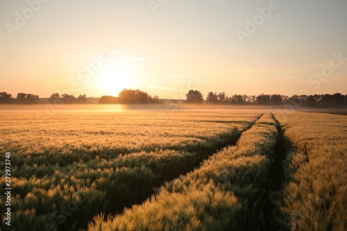 Sunrise over a field of wheat