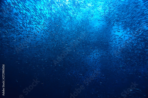 scad jamb under water / sea ecosystem, large school of fish on a blue background, abstract fish alive