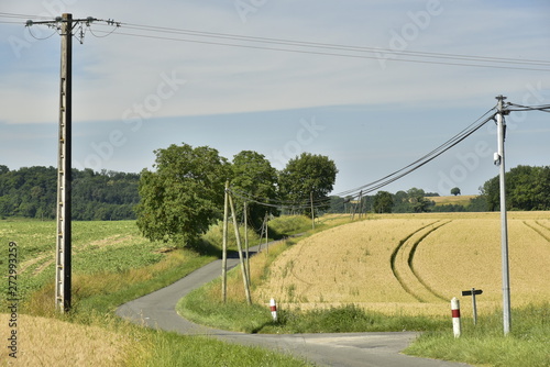 Trois arbres le long d'une route de campagne traversant les champs entre les bourgs de Champagne et Fontaine au Périgord Vert 