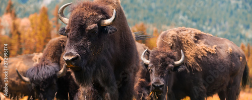 American Bison or Buffalo Panorama Web Banner