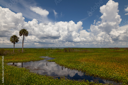 A sunny summer day at Paynes prairie in Gainesville Florida