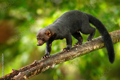 Tayra, Eira barbara, omnivorous animal from the weasel family. Tayra hidden in tropic forest, sitting on the green tree. Wildlife scene from nature, Costa Rica nature. Cute danger mammal in habitat.