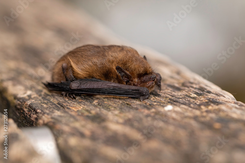 The Soprano pipistrelle (Pipistrellus pygmaeus) playing dead for proection