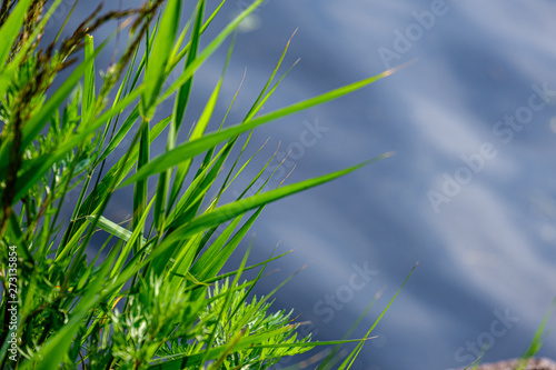green meadow pasture grass details by the river