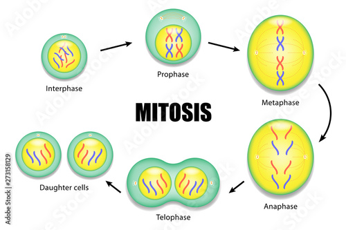 Diagram of Mitosis vector ESP10