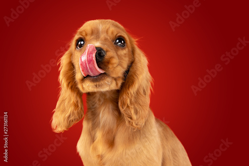 Perfect companion on the way. English cocker spaniel young dog is posing. Cute playful braun doggy or pet is sitting full of attention isolated on red background. Concept of motion, action, movement.