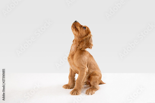 Pure youth crazy. English cocker spaniel young dog is posing. Cute playful white-braun doggy or pet is playing and looking happy isolated on white background. Concept of motion, action, movement.