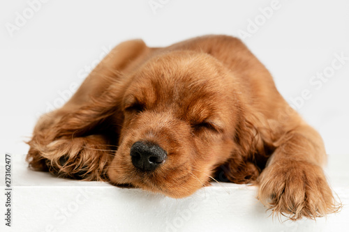 The most lovely family's friend ever. English cocker spaniel young dog is posing. Cute playful fluffy braun doggy or pet is lying and sleeping isolated on white background. Studio close-up photoshot.