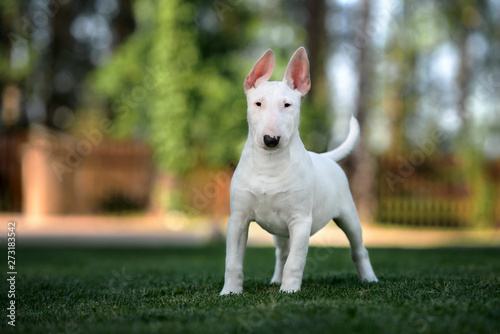 bull terrier puppy standing outdoors in summer