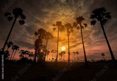 Sugar palm tree at morning sunset in asia Thailand.
