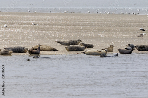 Group of some seals sleeping on a small 