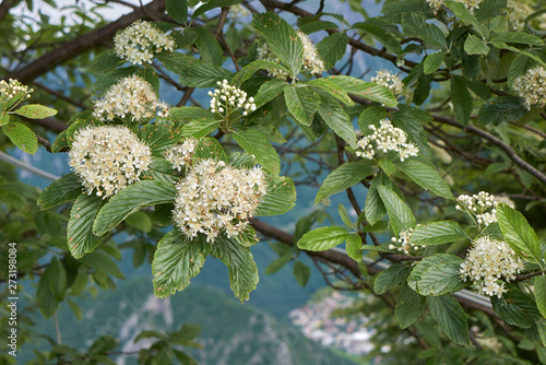 Sorbus aria