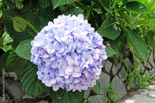 Picture of purple Hydrangea flower for patio luxury decorative gazebo terrace - image