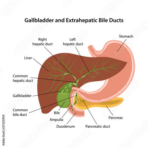 Gallbladder and extrahepatic bile ducts. Circulation of bile