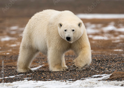 Polar Bear