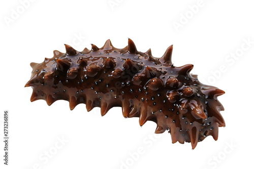 Sea cucumber trepang Stichopus japonicus isolated on white background