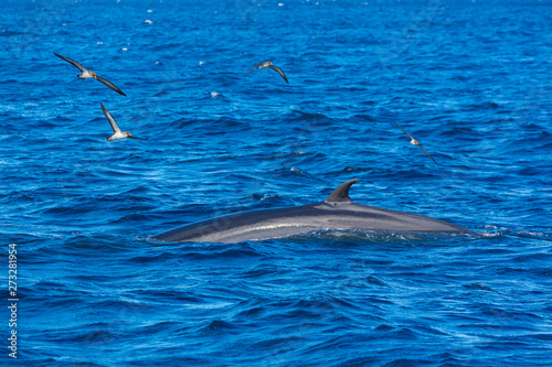 Rorqual, Cliffs ot the Giants, Tenerife island, Canary islands, Spain, Europe