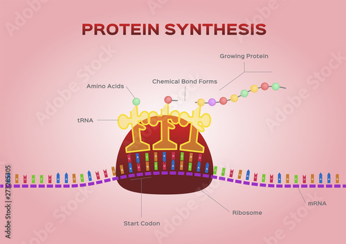 Protein synthesis vector / ribosome assemble protein molecules